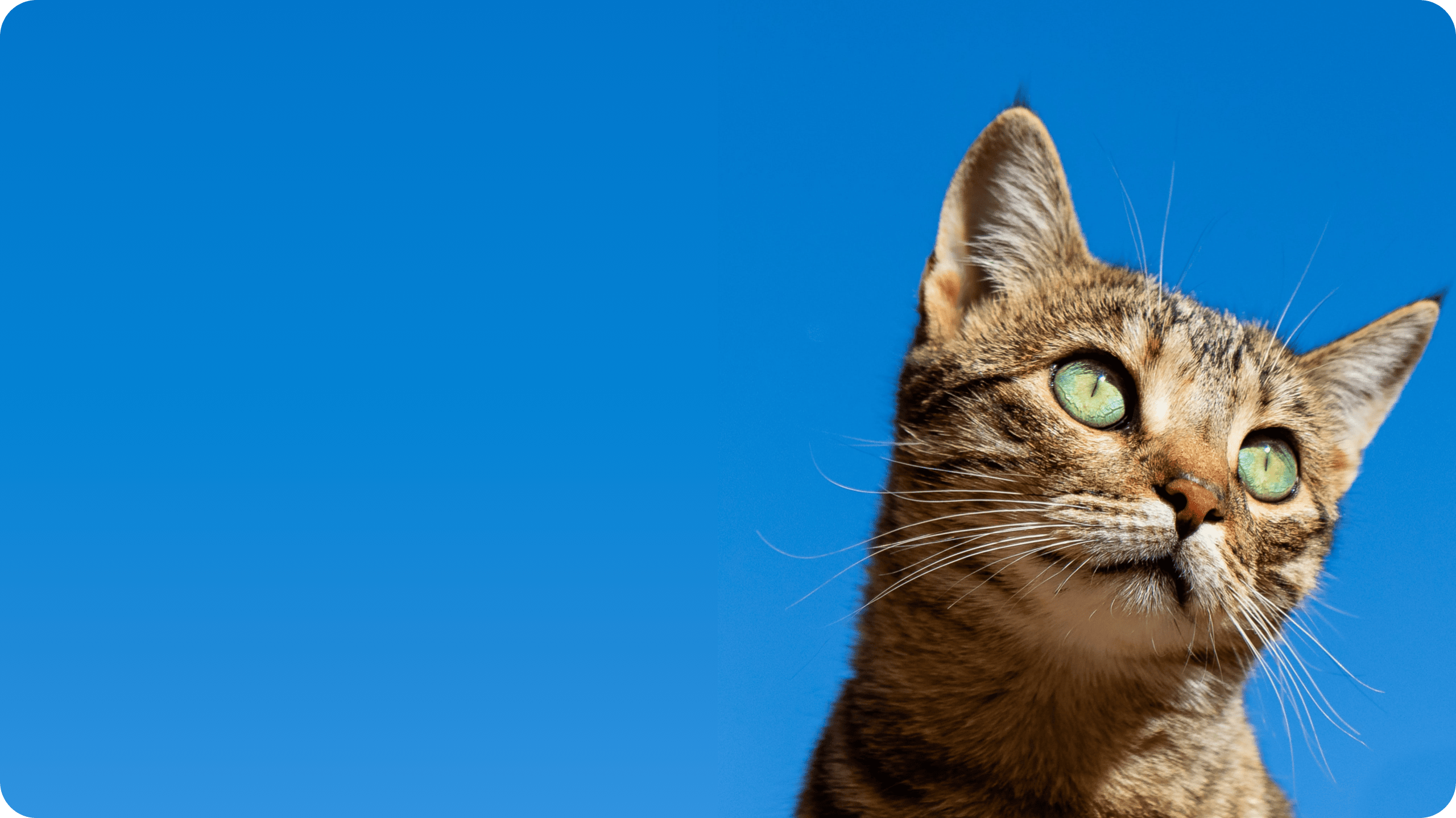 vetAppBanner
