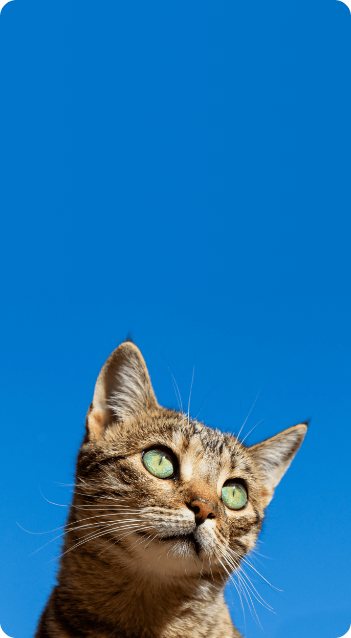 vetAppBanner