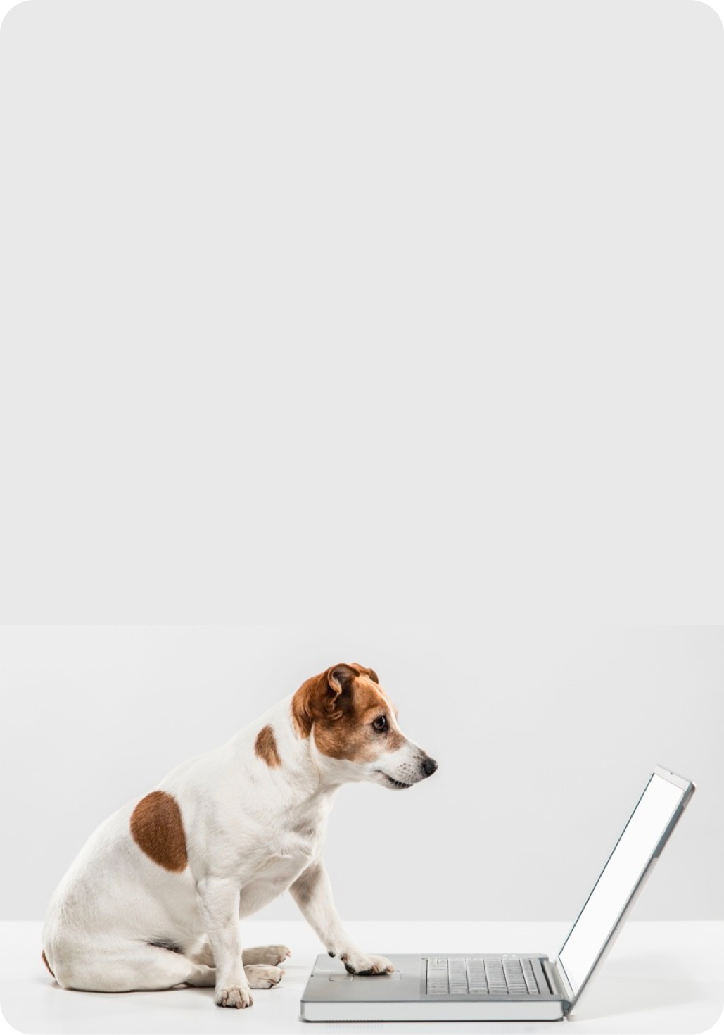 vetAppBanner